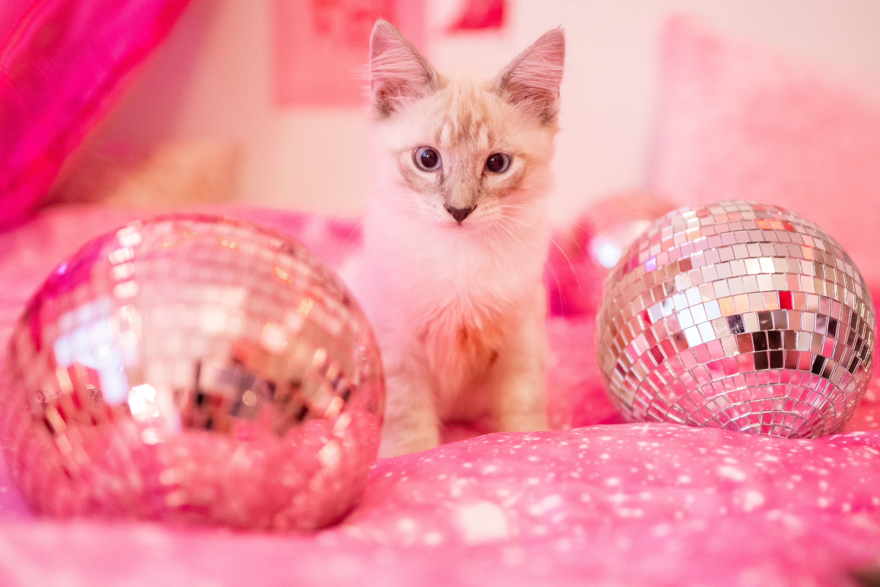 Pink disco ball party decorations for a Barbie birthday party for teens or tweens, with a DIY Balloon garland kit and a kitten